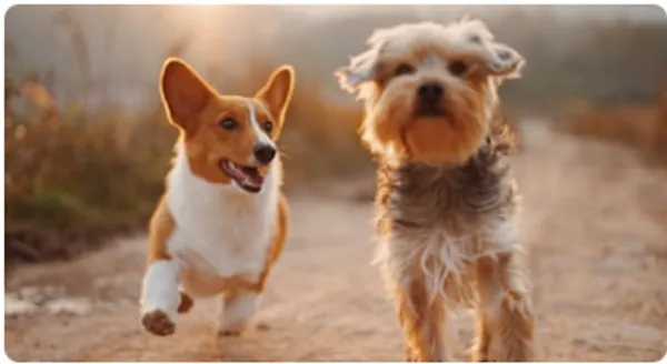 Dogs vs Cats Image Classification