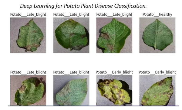 Deep Learning Project on Potato Plant Diseases 🌿